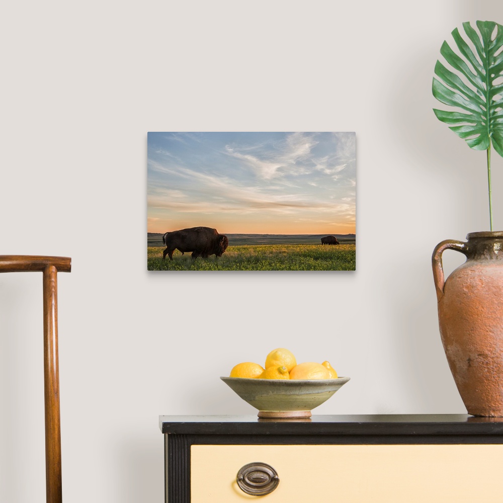A traditional room featuring Bison roam the plains at sunset in Grassland National Park, Saskatchewan, Canada
