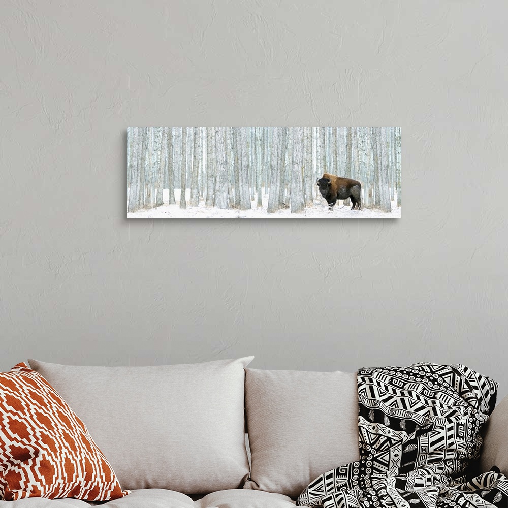 A bohemian room featuring This panoramic photograph of a lone bison standing in front of a stand of white poplar trees is a...