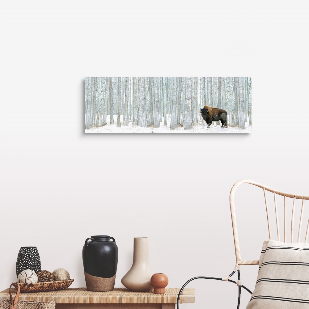 A farmhouse room featuring This panoramic photograph of a lone bison standing in front of a stand of white poplar trees is a...
