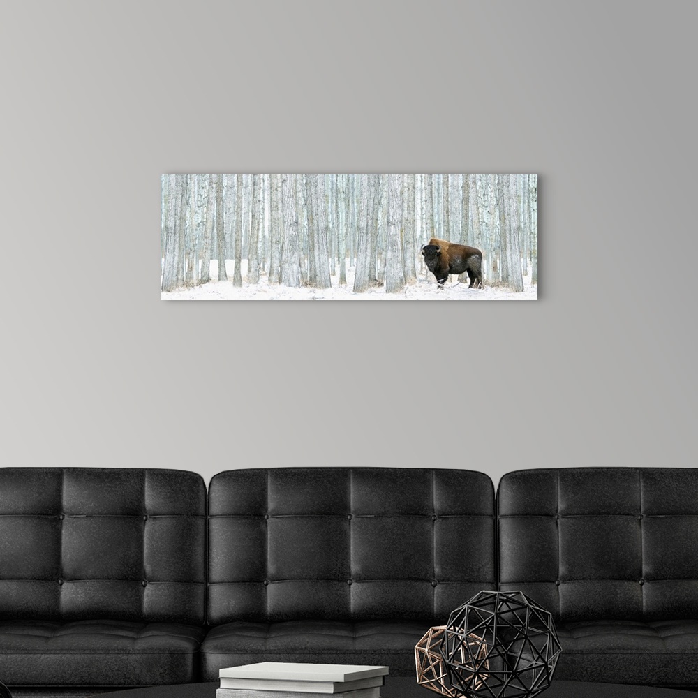 A modern room featuring This panoramic photograph of a lone bison standing in front of a stand of white poplar trees is a...