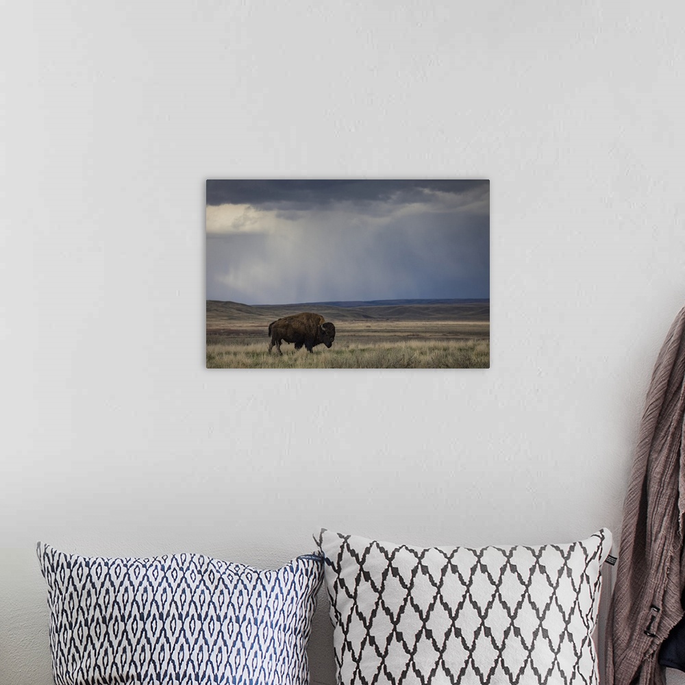 A bohemian room featuring Bison (bison bison) walking in the prairies, Grasslands National Park, Saskatchewan, Canada