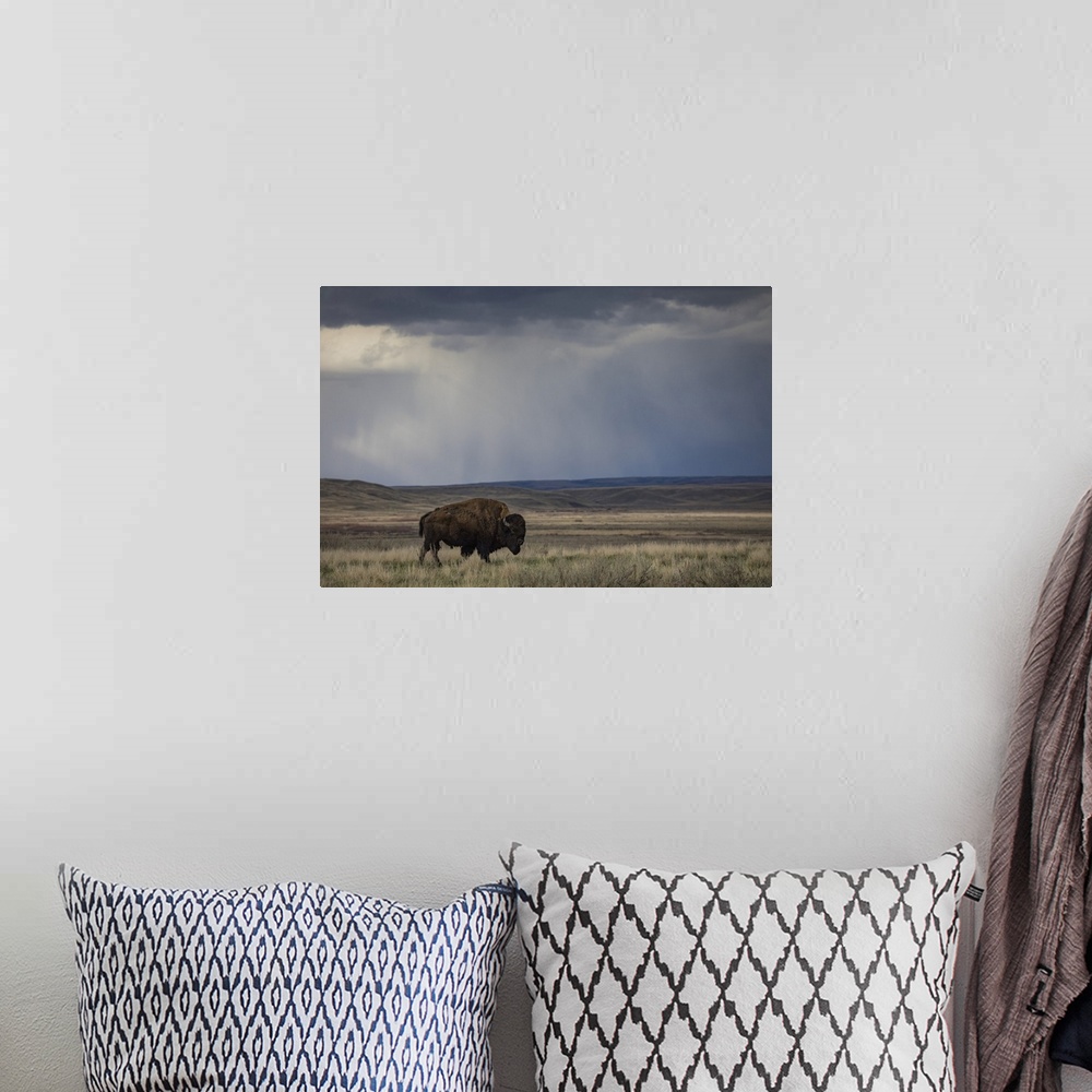 A bohemian room featuring Bison (bison bison) walking in the prairies, Grasslands National Park, Saskatchewan, Canada