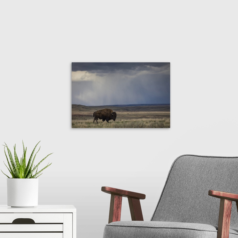 A modern room featuring Bison (bison bison) walking in the prairies, Grasslands National Park, Saskatchewan, Canada