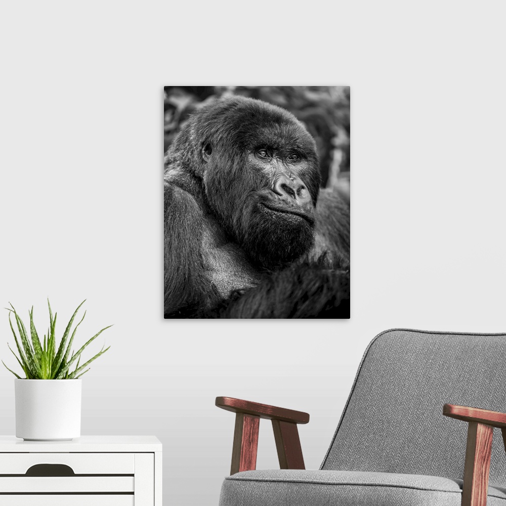 A modern room featuring Black and white close-up portrait of a gorilla, northern province, Rwanda.