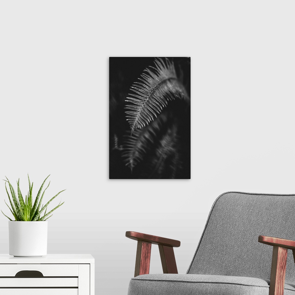 A modern room featuring Black and white image of a fern leaf; Vancouver, British Columbia, Canada