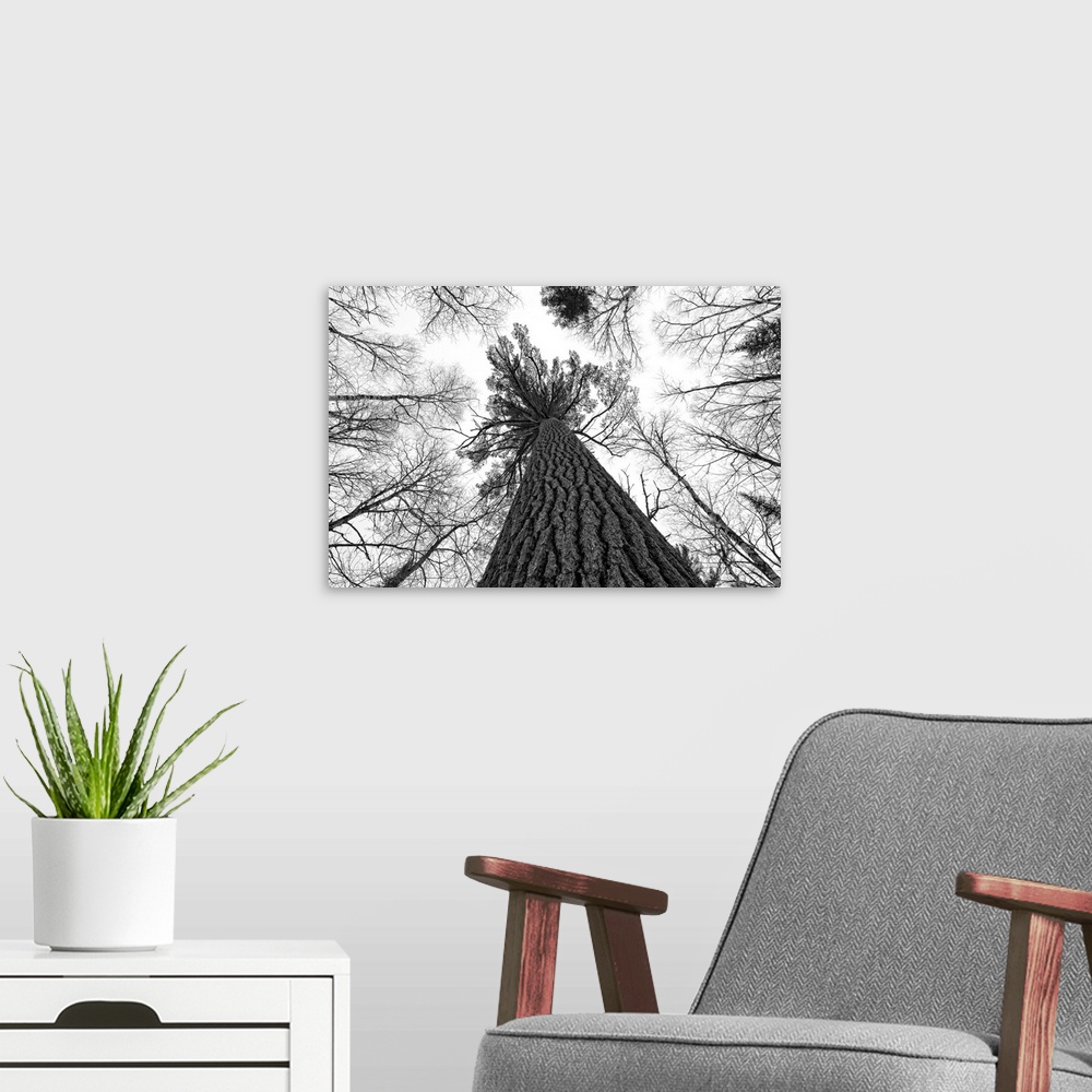 A modern room featuring Black And White Image Of A Large White Pine, Ontario, Canada