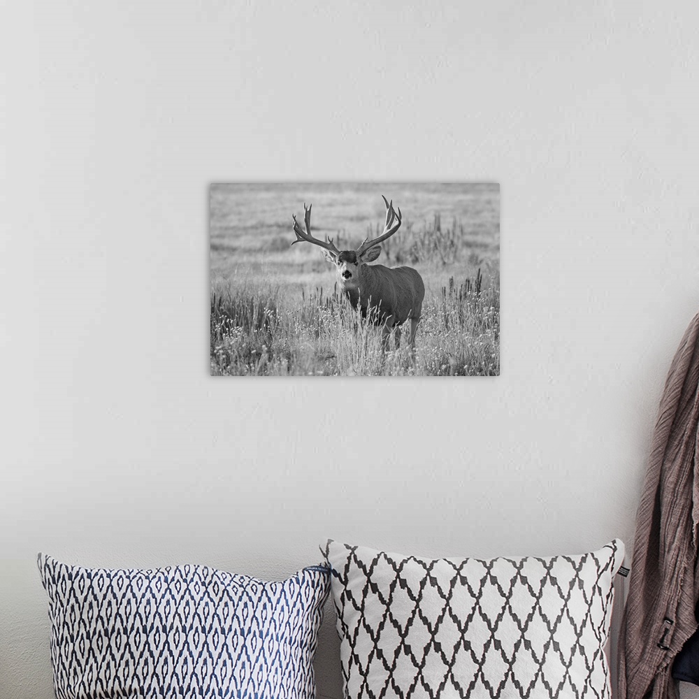 A bohemian room featuring Black and white image of a mule deer (odocoileus hemionus) buck standing in a grass field, Denver...
