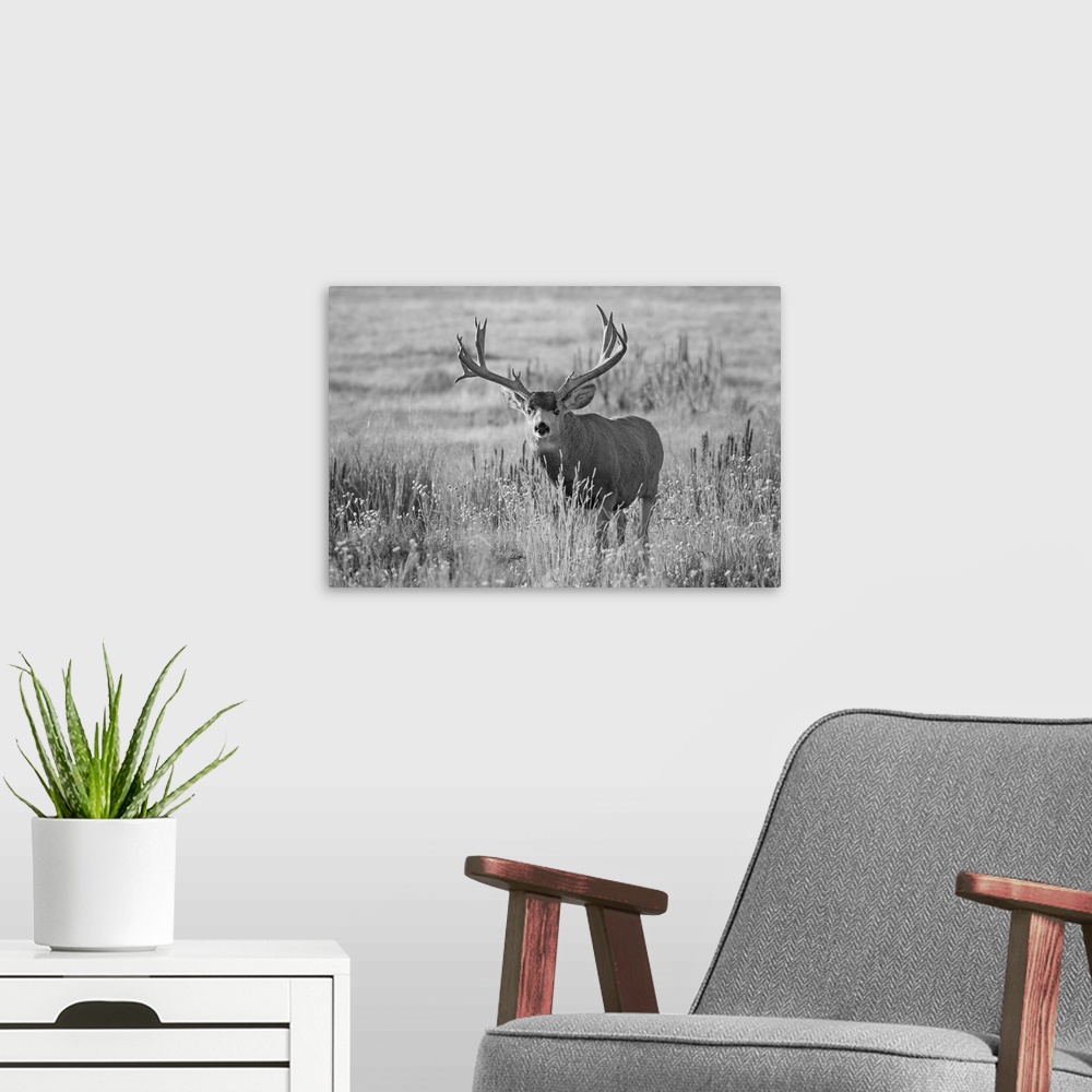 A modern room featuring Black and white image of a mule deer (odocoileus hemionus) buck standing in a grass field, Denver...