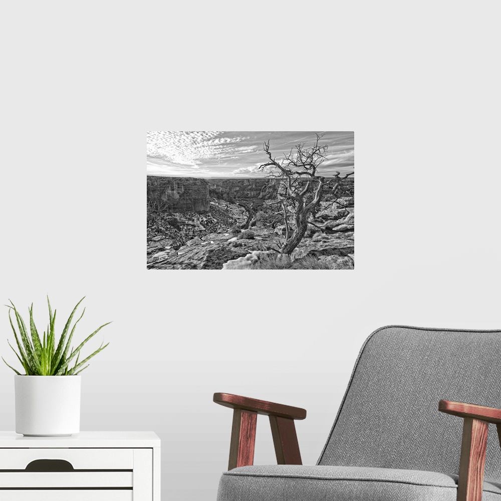 A modern room featuring Black And White Image Of Tree On Canyon De Chelley, Arizona, USA