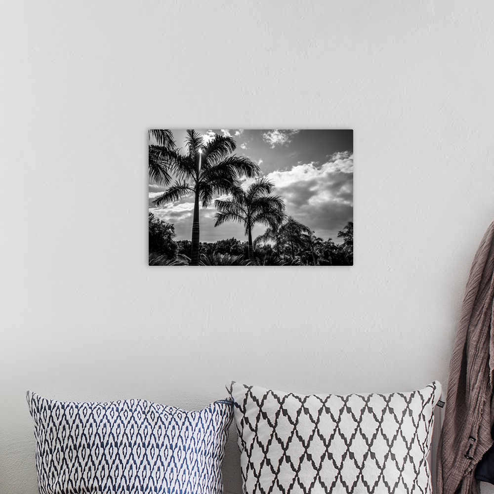 A bohemian room featuring Black and white of palm trees and glowing clouds, Placencia Peninsula; Belize.