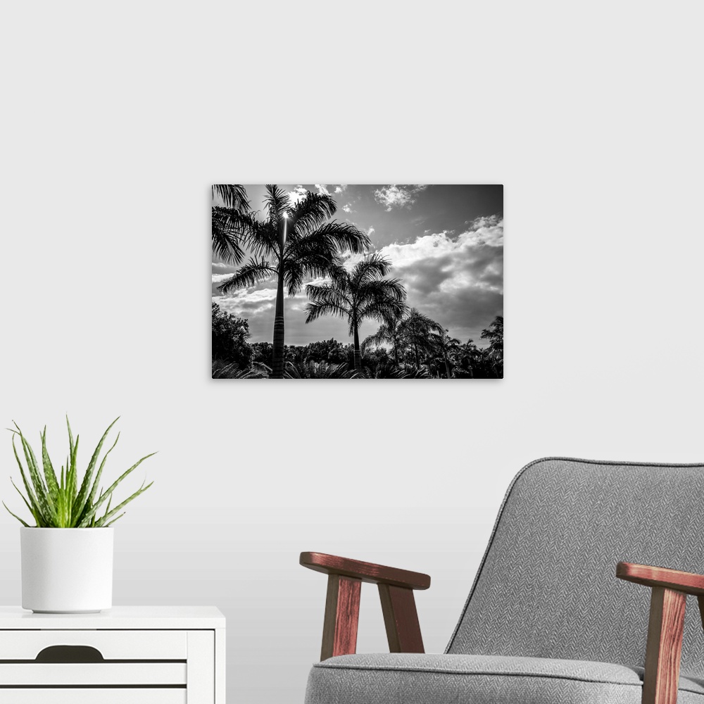 A modern room featuring Black and white of palm trees and glowing clouds, Placencia Peninsula; Belize.