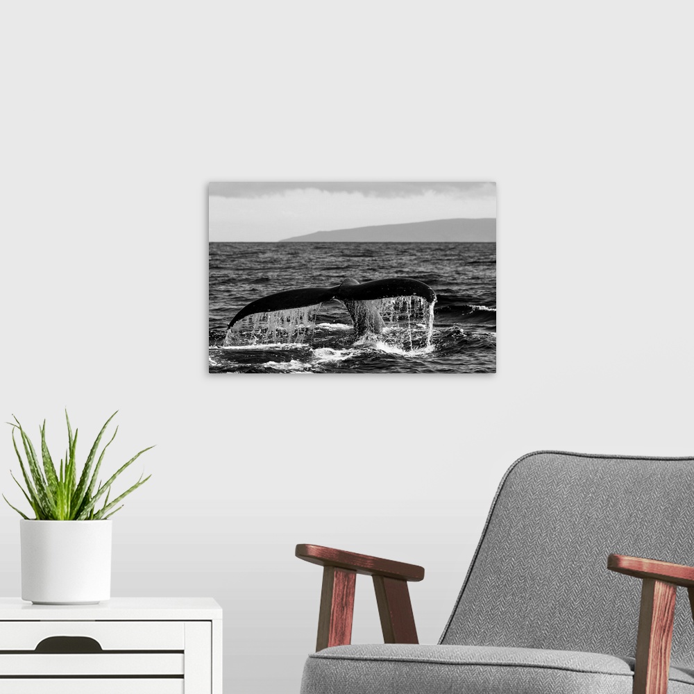 A modern room featuring Black and white photo of a humpback whale's tail.