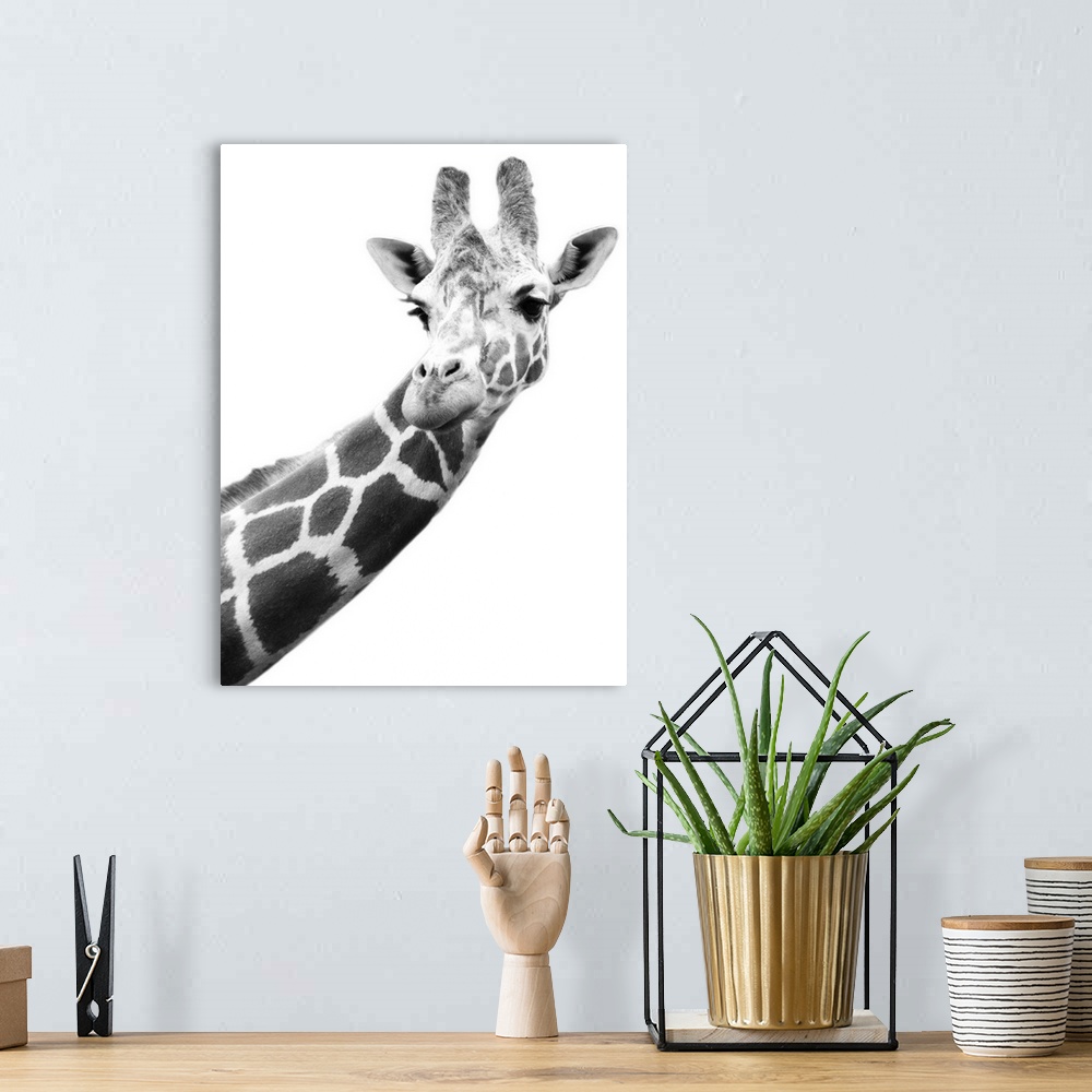 A bohemian room featuring Black And White Portrait Of A Giraffe