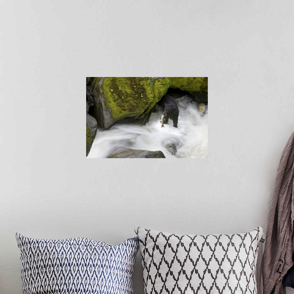 A bohemian room featuring Overhead View Of A Black Bear Catching A Pink Salmon In Anan Creek In Southeast Alaska