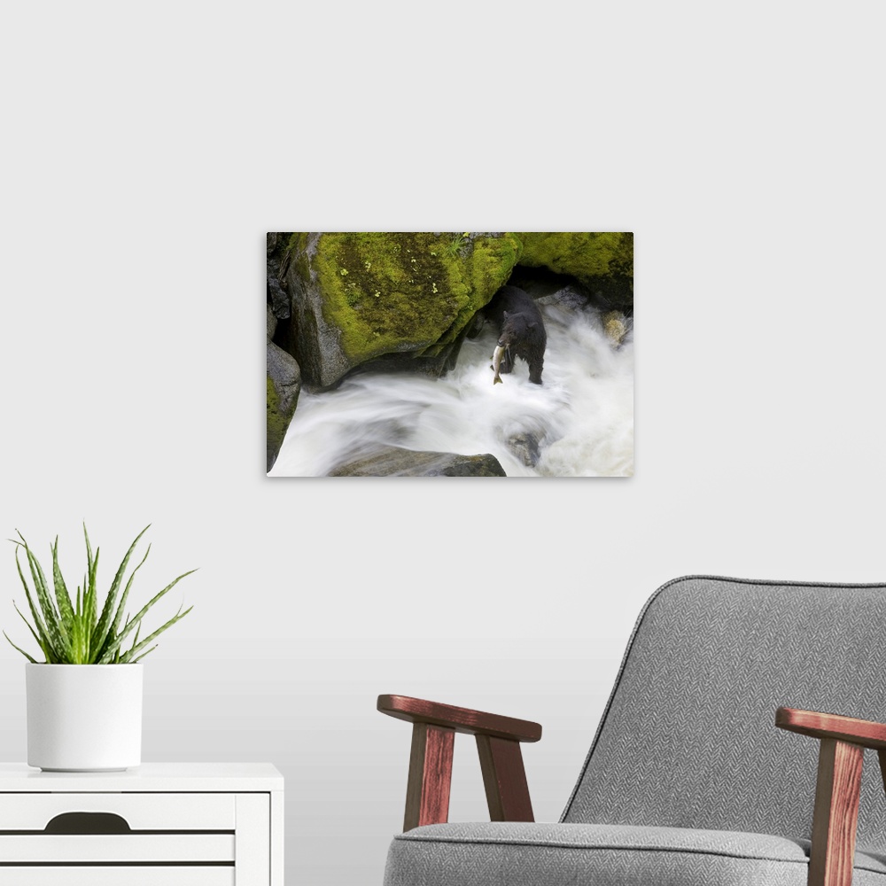A modern room featuring Overhead View Of A Black Bear Catching A Pink Salmon In Anan Creek In Southeast Alaska