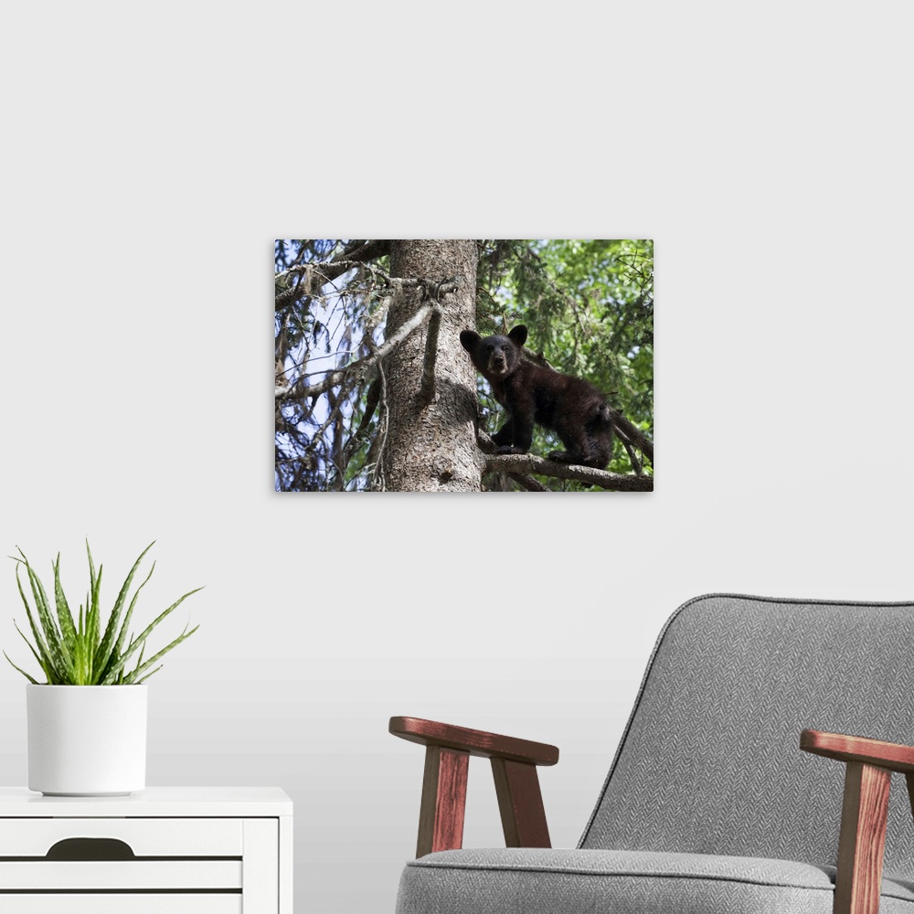 A modern room featuring Black Bear (Ursus Americanus) Cub Climbing On A Tree Branch, South-Central Alaska; Alaska, United...