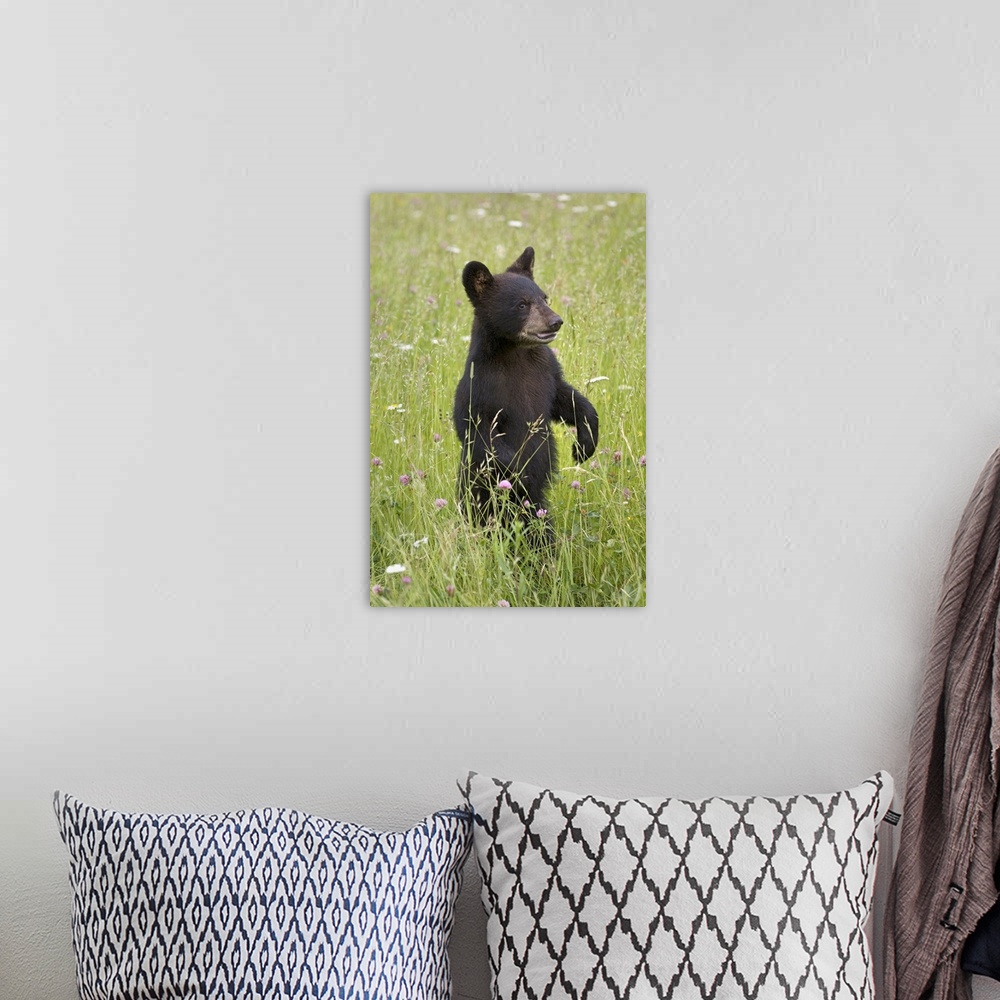 A bohemian room featuring Black Bear Cub In Meadow Of Wildflowers Minnesota Spring Captive