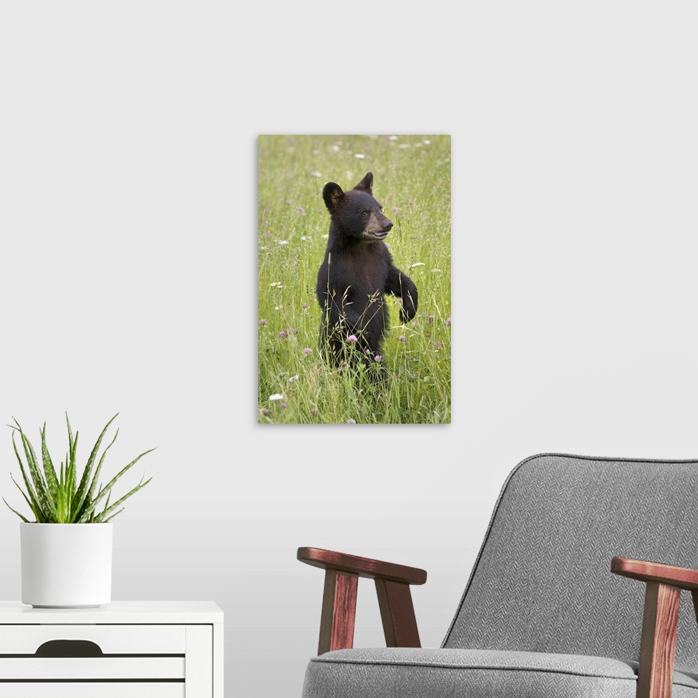 A modern room featuring Black Bear Cub In Meadow Of Wildflowers Minnesota Spring Captive