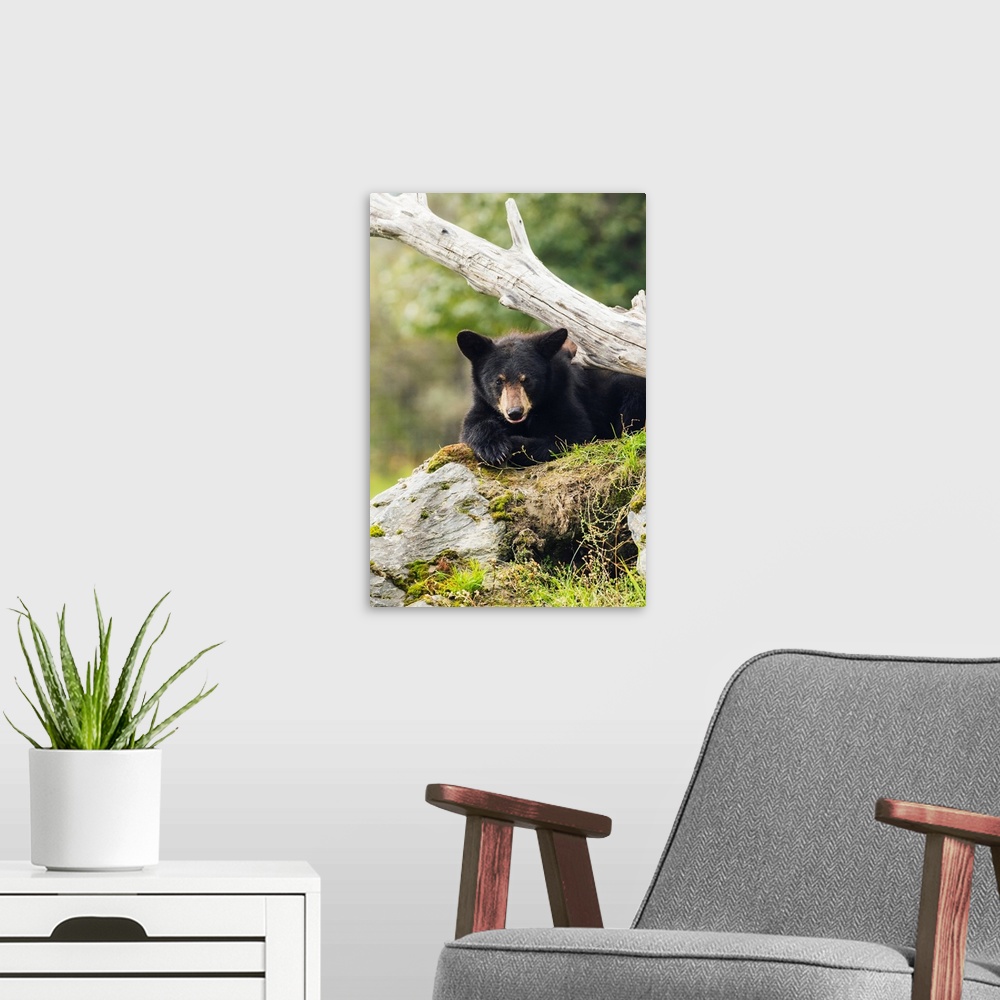 A modern room featuring Black bear cub (ursus americanus), captive at the Alaska Wildlife Conservation Center, South-cent...