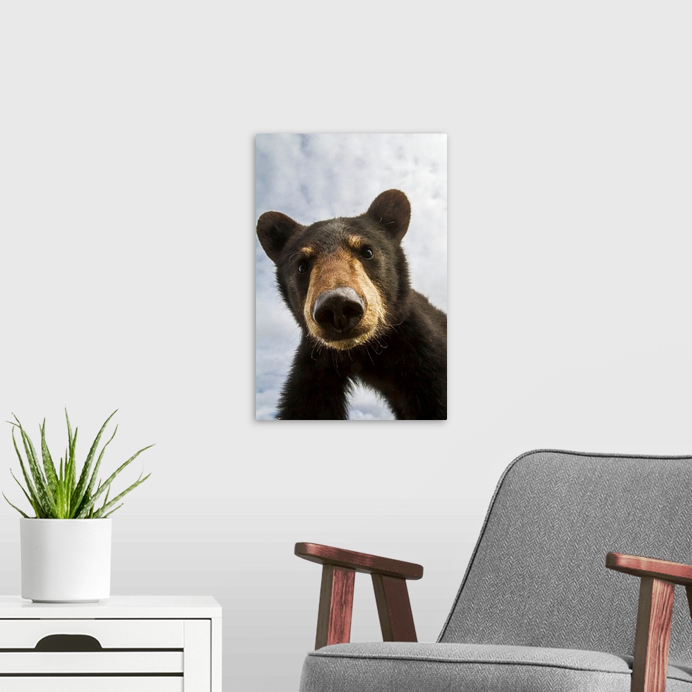 A modern room featuring Black bear cub (ursus americanus), captive in Alaska Wildlife Conservation Center, South-central ...