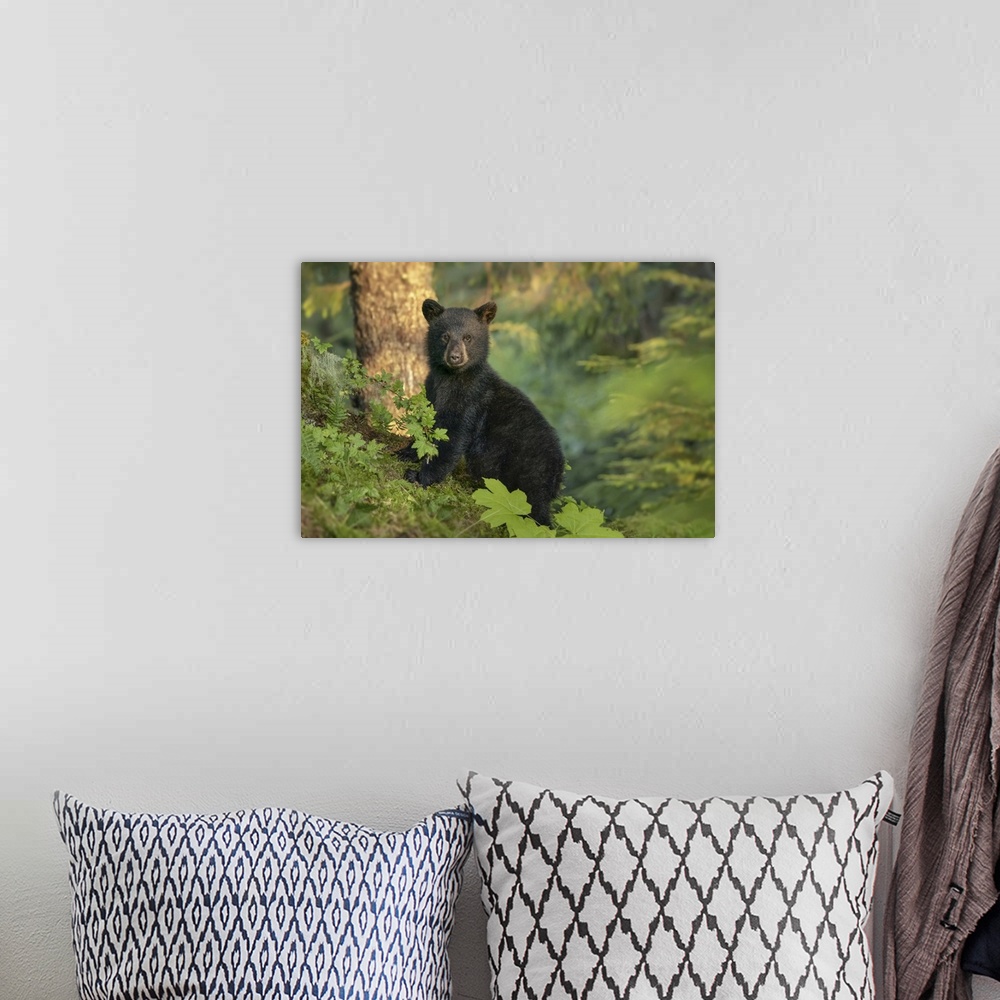 A bohemian room featuring Black bear cub waiting for its mother while she is fishing for salmon along the shoreline, Tongas...