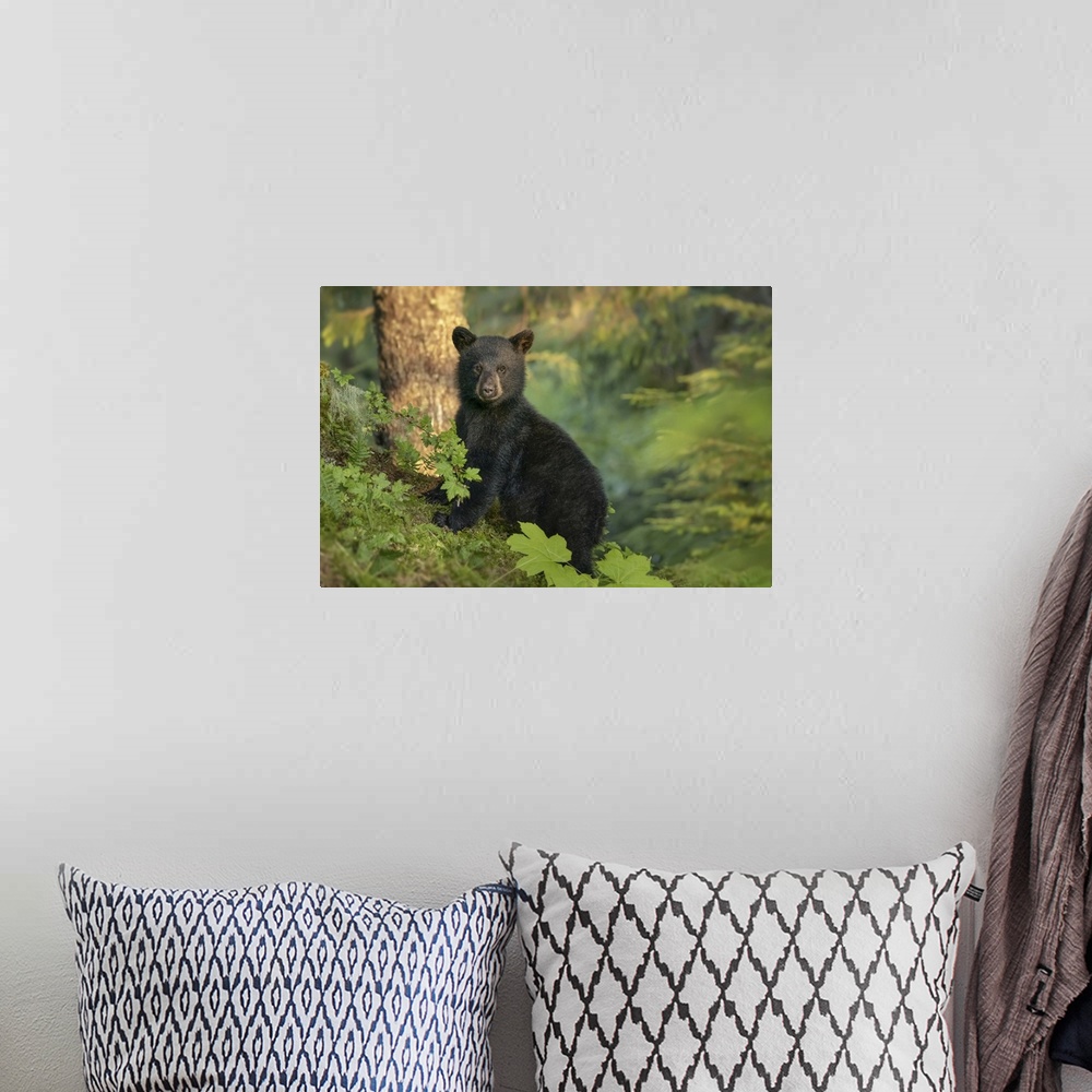 A bohemian room featuring Black bear cub waiting for its mother while she is fishing for salmon along the shoreline, Tongas...