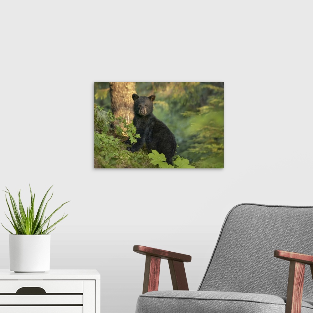 A modern room featuring Black bear cub waiting for its mother while she is fishing for salmon along the shoreline, Tongas...
