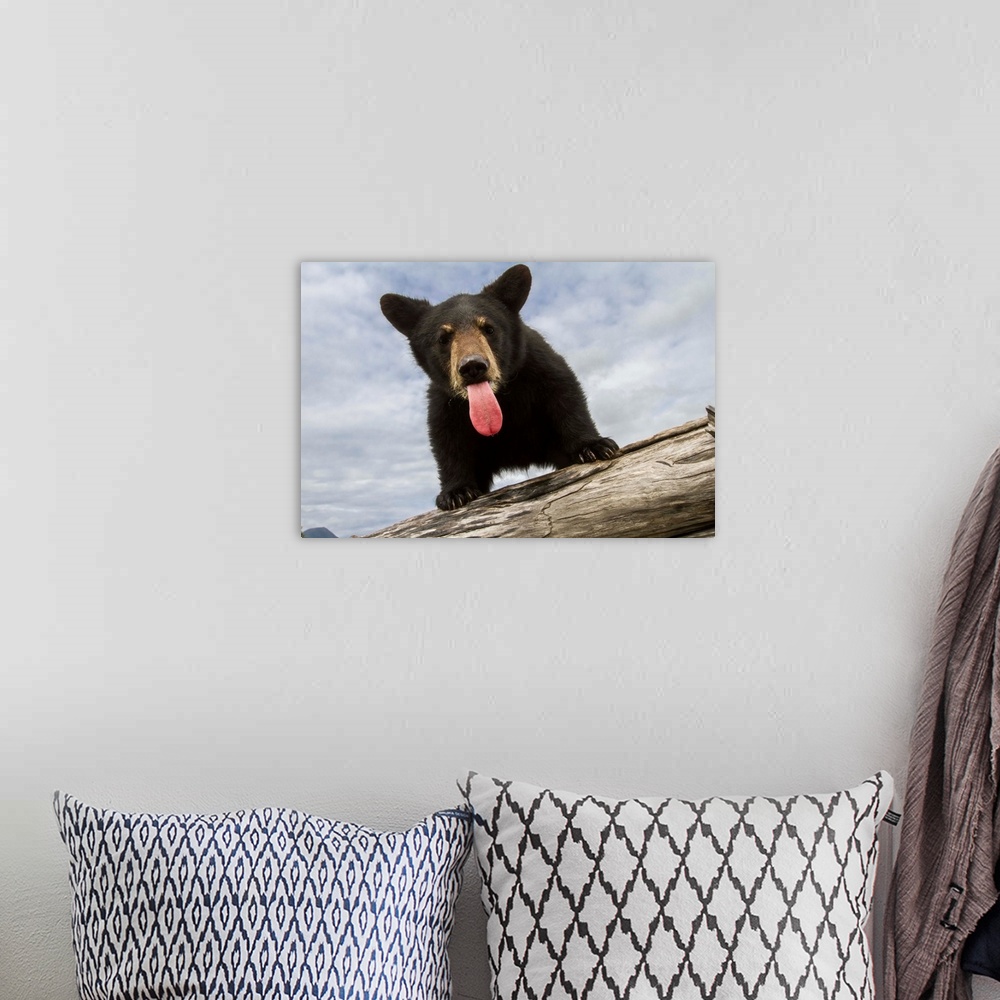 A bohemian room featuring Black bear cub (ursus americanus) with its tongue out, captive in Alaska Wildlife Conservation Ce...