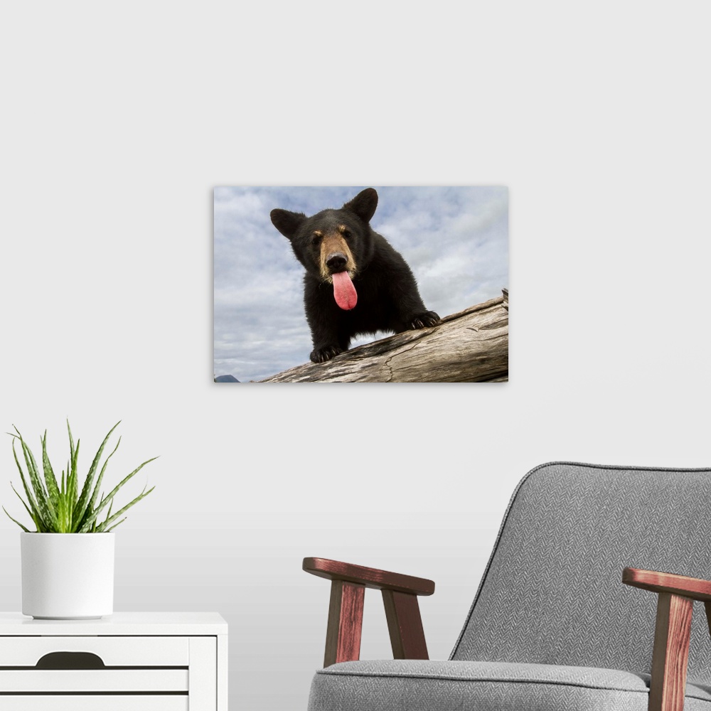 A modern room featuring Black bear cub (ursus americanus) with its tongue out, captive in Alaska Wildlife Conservation Ce...