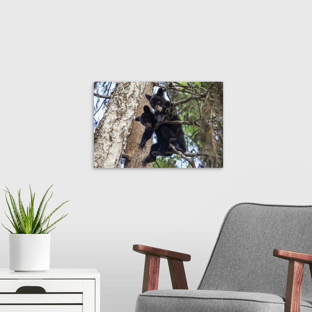 A modern room featuring Black bear (ursus americanus) cubs playing on the tree branches, south-central Alaska, Alaska, un...