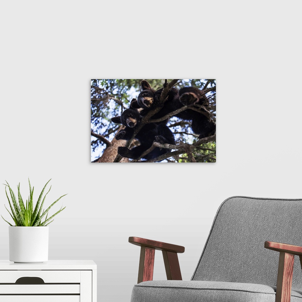 A modern room featuring Black bear (ursus americanus) cubs resting on the tree branches, south-central Alaska, Alaska, un...