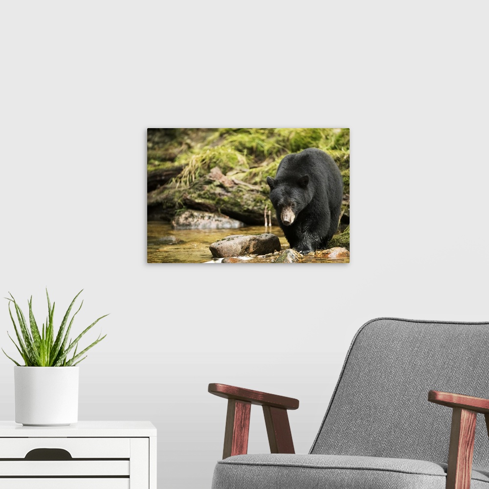 A modern room featuring Black bear (Ursus americanus) fishing in the Great Bear Rainforest; Hartley Bay, British Columbia...