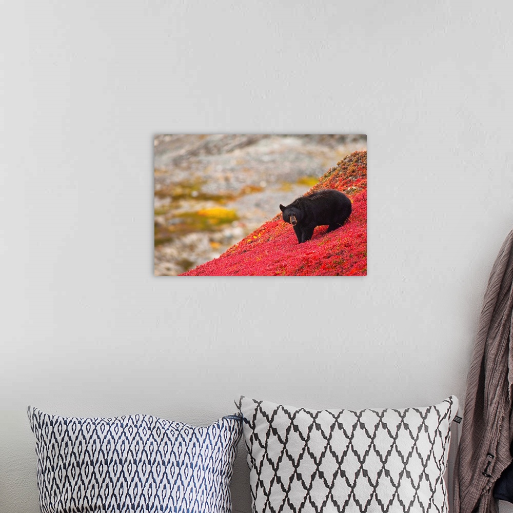 A bohemian room featuring A black bear foraging for berries on a bright red patch of tundra on a fall day near the Harding ...