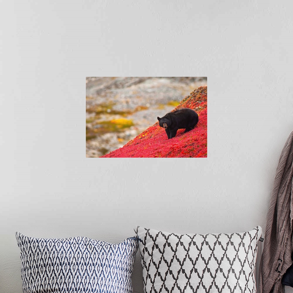 A bohemian room featuring A black bear foraging for berries on a bright red patch of tundra on a fall day near the Harding ...