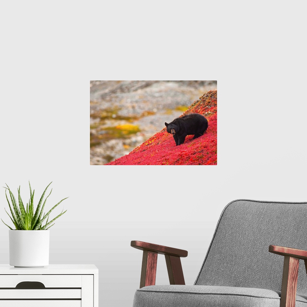 A modern room featuring A black bear foraging for berries on a bright red patch of tundra on a fall day near the Harding ...