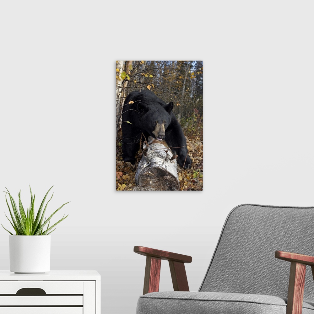 A modern room featuring Black Bear Stepping Over Log In Forest Southcentral Alaska Autumn