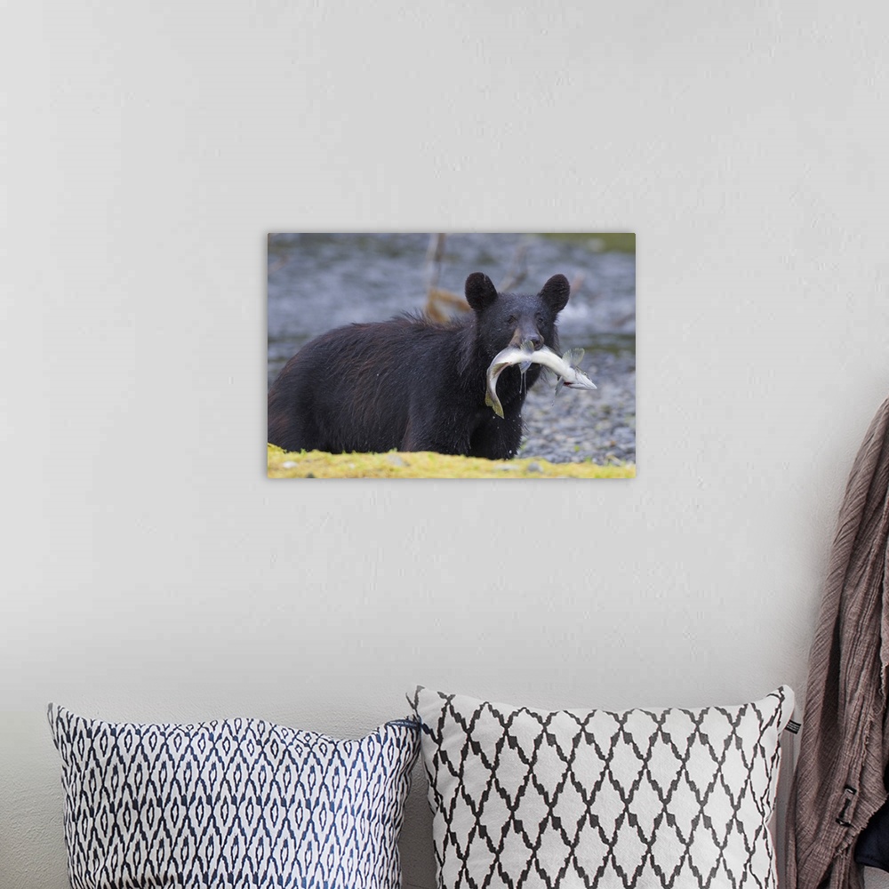 A bohemian room featuring Black Bear With Pink Salmon In Its Mouth, Prince William Sound, Southcentral Alaska