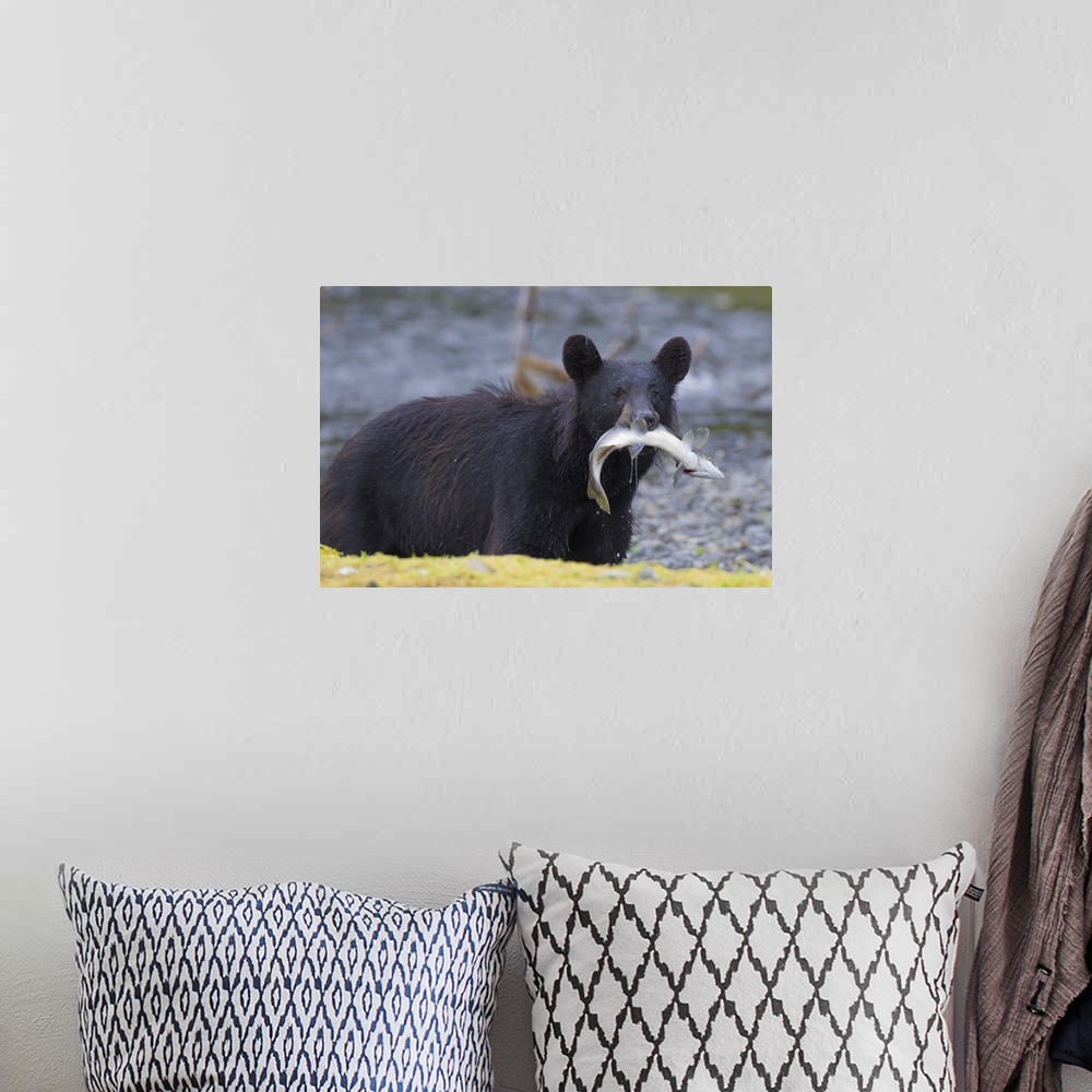 A bohemian room featuring Black Bear With Pink Salmon In Its Mouth, Prince William Sound, Southcentral Alaska