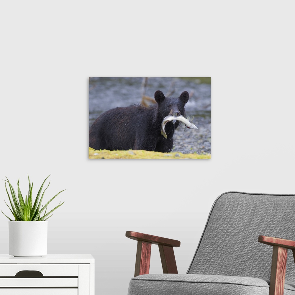 A modern room featuring Black Bear With Pink Salmon In Its Mouth, Prince William Sound, Southcentral Alaska