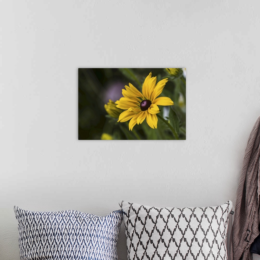 A bohemian room featuring Black-eyed Susan (rudbeckia hirta) blooms in a flower garden, Astoria, Oregon, united states of A...