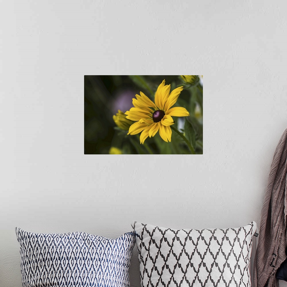 A bohemian room featuring Black-eyed Susan (rudbeckia hirta) blooms in a flower garden, Astoria, Oregon, united states of A...