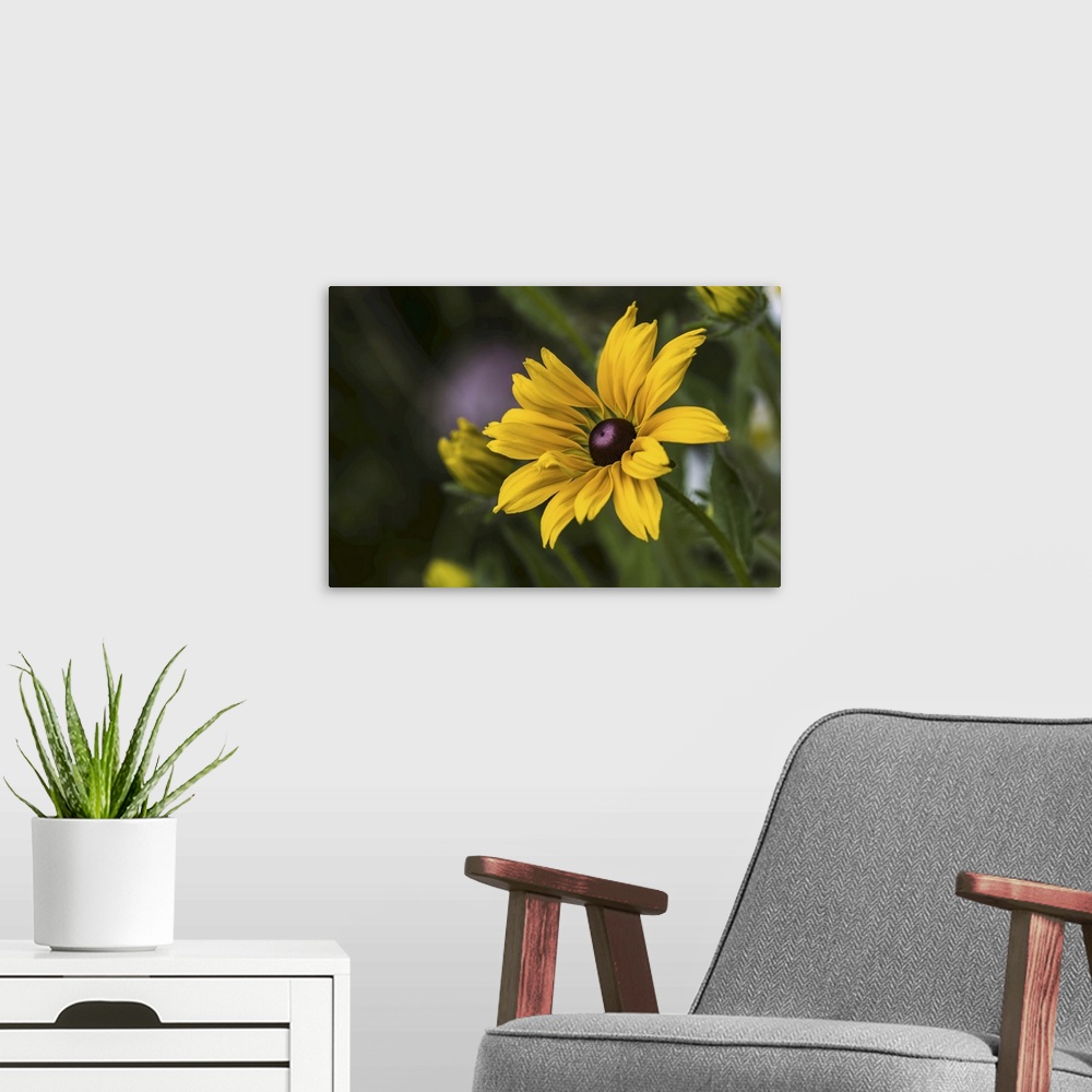 A modern room featuring Black-eyed Susan (rudbeckia hirta) blooms in a flower garden, Astoria, Oregon, united states of A...