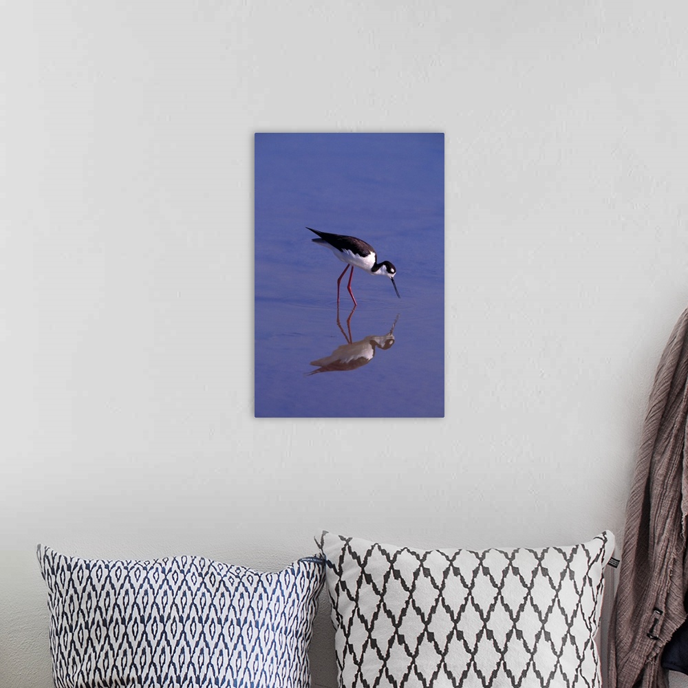 A bohemian room featuring Black-Necked Stilt Foraging In Water