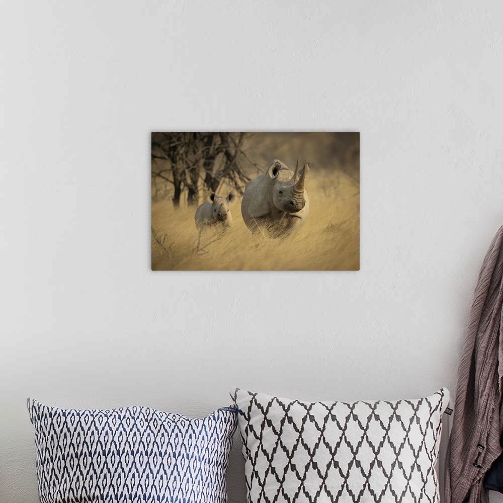 A bohemian room featuring Black rhino stands in grass with baby