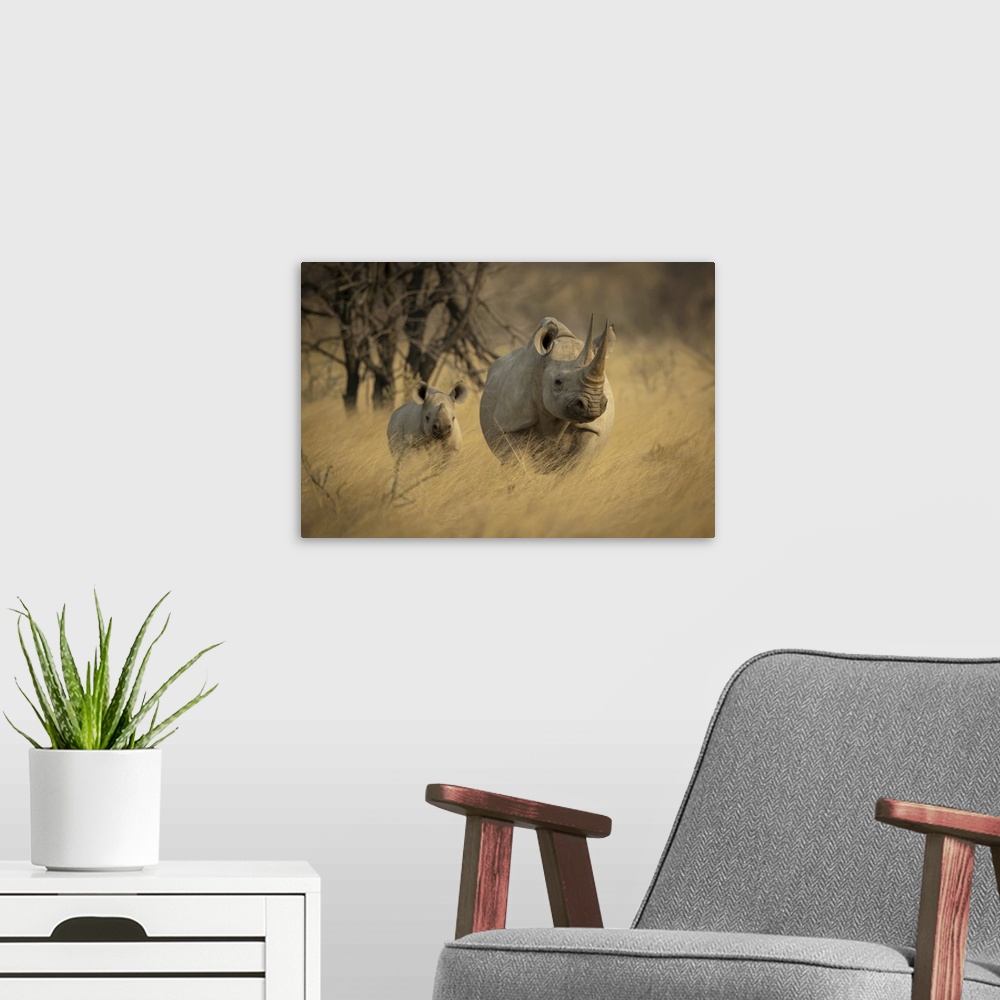 A modern room featuring Black rhino stands in grass with baby