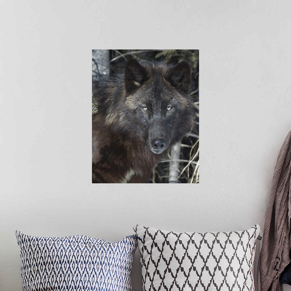 A bohemian room featuring Black Timber Wolf