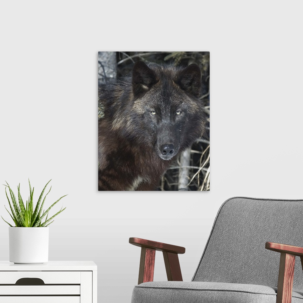 A modern room featuring Black Timber Wolf