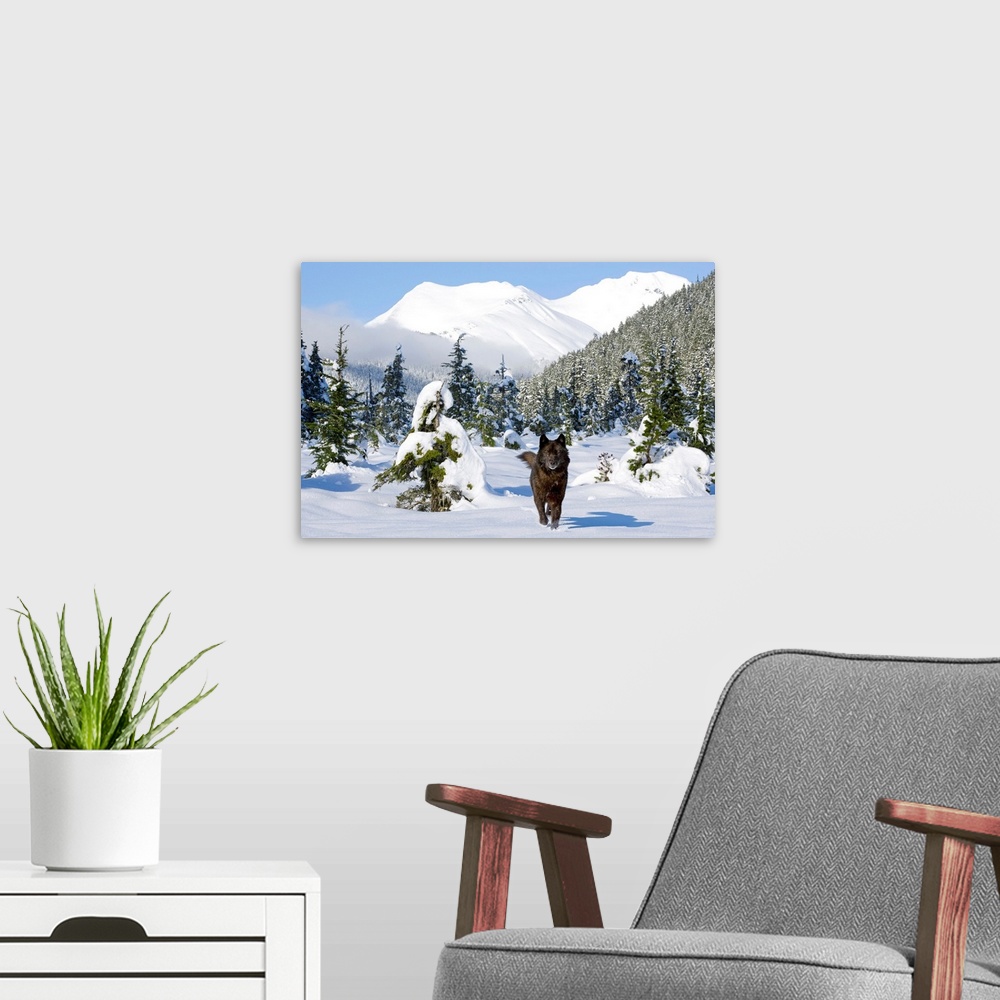 A modern room featuring Photograph shows a wild carnivorous mammal of the dog family making its way out of a forest litte...