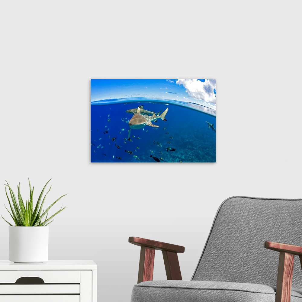 A modern room featuring Blacktip reef sharks (Carcharhinus melanopterus) just below the surface off the island of Yap; Ya...