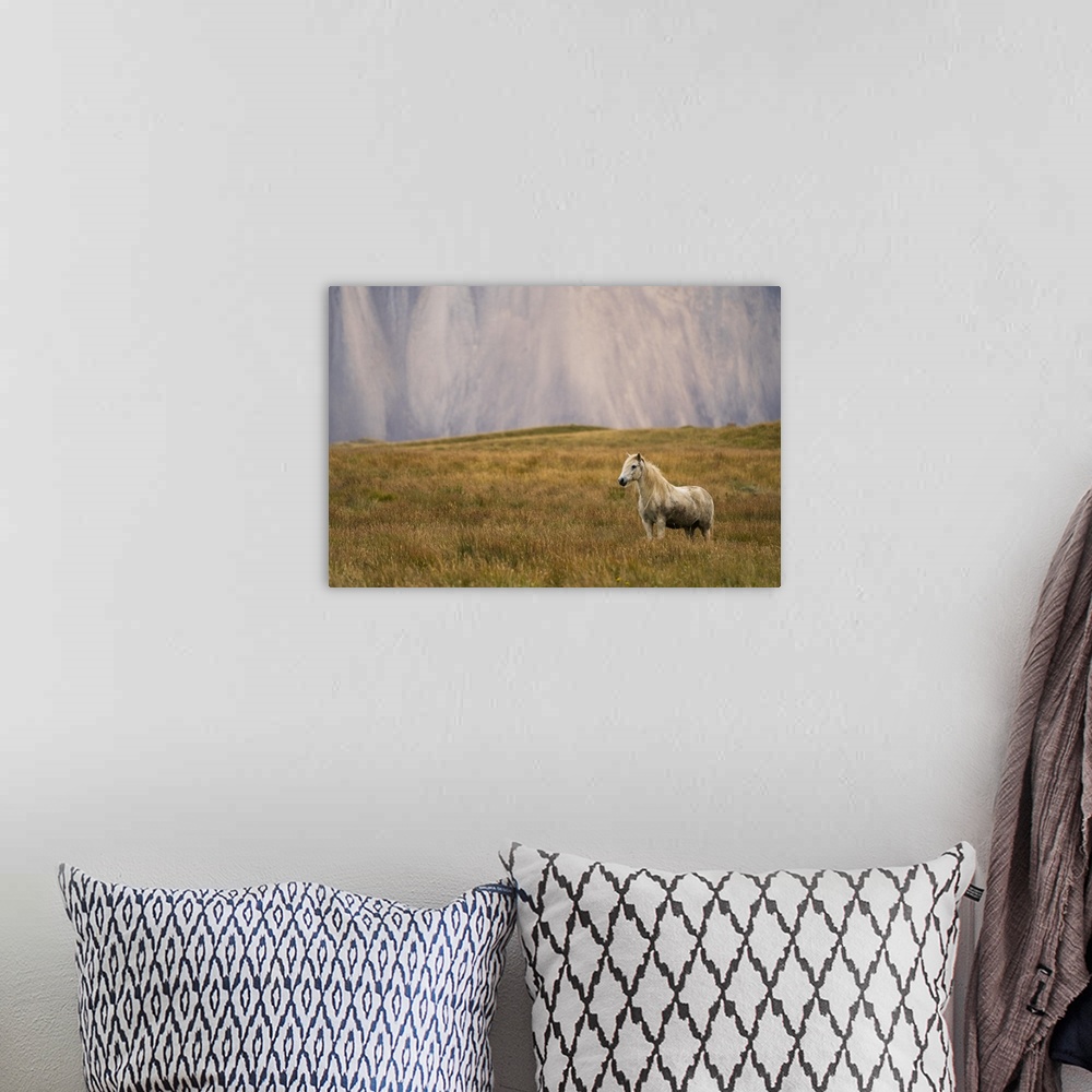 A bohemian room featuring Blond Icelandic horse standing in a grass field with a mountain cliff in the background, Iceland